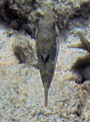 Canthigaster bennetti