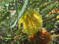 Banksia