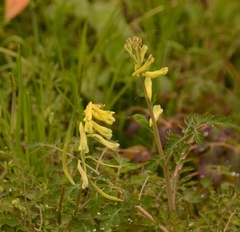 Corydalis balansae