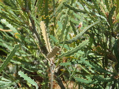 Banksia