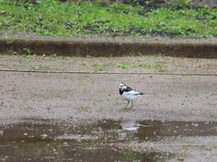Motacilla alba lugens