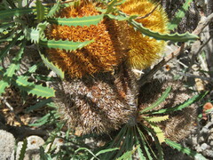 Banksia