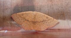 Cyclophora puppillaria