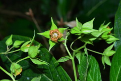 Trichodesma calycosum