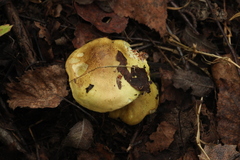 Tricholoma frondosae