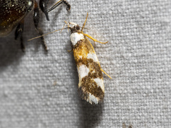 Machetis aphrobola