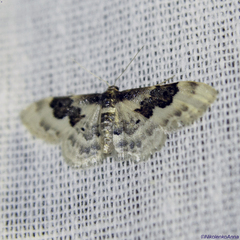 Idaea rusticata