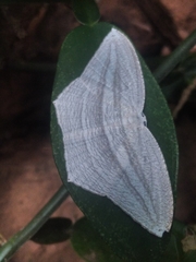 Acropteris ciniferaria