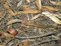 Ethmostigmus rubripes