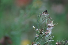 Burnsius orcynoides