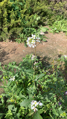 Diplotaxis erucoides