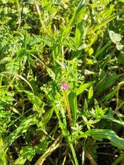 Geranium dissectum