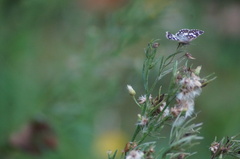 Burnsius orcynoides