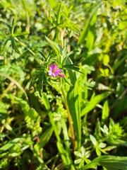Geranium dissectum