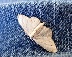 Idaea minuscularia