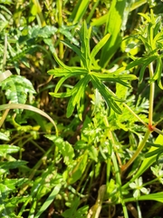 Geranium dissectum