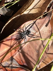 Nyssus albopunctatus