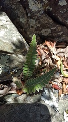 Pleopeltis lepidopteris