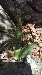 Pleopeltis lepidopteris