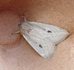 Leucania joannisi