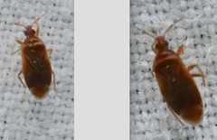 Cardiastethus fasciiventris