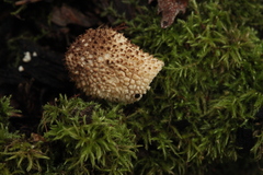 Lycoperdon nigrescens