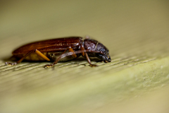 Cerambycoidea