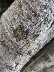Myrmotarsus