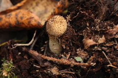 Lycoperdon nigrescens