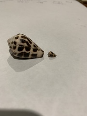 Conus ebraeus