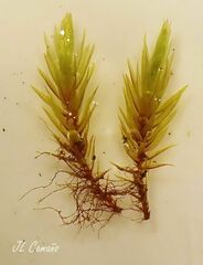 Imbribryum alpinum