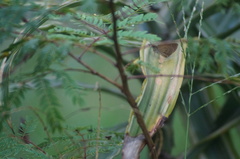Vehilius stictomenes