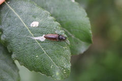 Hemicrepidius niger