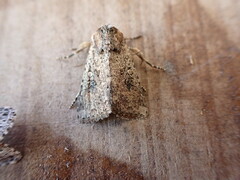 Mythimna languida