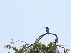 Halcyon smyrnensis perpulchra