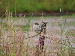 Passer montanus
