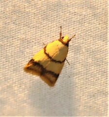 Heteroteucha translatella