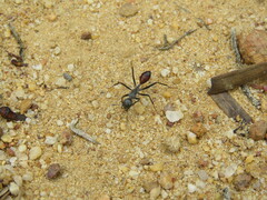 Camponotus versicolor