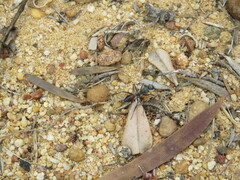 Camponotus versicolor