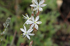 Chlorophytum graminifolium