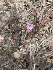Euryomyrtus ramosissima ramosissima