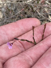 Euryomyrtus ramosissima ramosissima