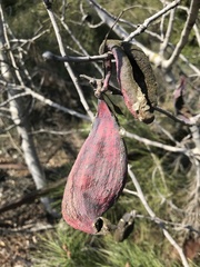 Baizongia pistaciae