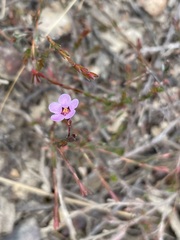 Euryomyrtus ramosissima ramosissima