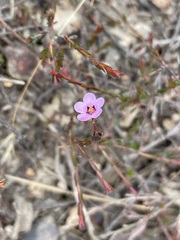 Euryomyrtus ramosissima ramosissima