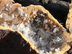 Baizongia pistaciae