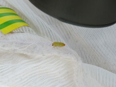 Castiarina subtestacea