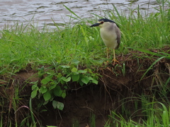 Nycticorax nycticorax