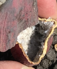 Baizongia pistaciae
