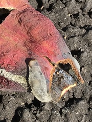 Baizongia pistaciae